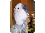 Adopt Rocky a Cockatoo bird in Northbrook, IL (9451219)