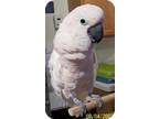 Adopt Molly 2 a Cockatoo bird in Northbrook, IL (9451222)