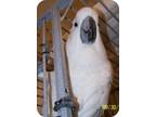 Adopt Katie a Cockatoo bird in Northbrook, IL (9451228)