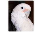Adopt Daisy a Cockatoo bird in Northbrook, IL (9451232)