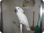 Adopt Baby 2 a Cockatoo bird in Northbrook, IL (9451235)