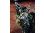Adopt Rosie a Tiger Striped Domestic Shorthair (short coat) cat in Clarkson
