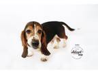 Adopt Buddy a Tricolor (Tan/Brown & Black & White) Basset Hound / Mixed dog in