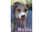 Adopt Bella a Tan/Yellow/Fawn - with White American Pit Bull Terrier / Terrier