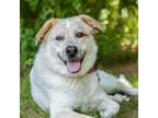 Adopt Jack a White - with Tan, Yellow or Fawn Labrador Retriever / Cattle Dog /