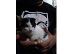 Adopt Queenie a Black & White or Tuxedo Domestic Shorthair (short coat) cat in