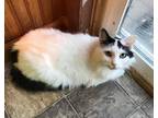 Adopt Oreo a White (Mostly) Domestic Longhair (medium coat) cat in Brookhaven