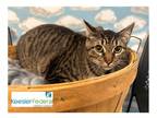 Adopt Bossin a Brown or Chocolate Domestic Shorthair / Domestic Shorthair /