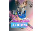 Adopt Jules {Geraldo) a Black - with Tan, Yellow or Fawn German Shepherd Dog dog