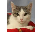Adopt Newman a Gray or Blue (Mostly) Domestic Shorthair (short coat) cat in