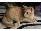 Adopt Ginger a Domestic Shorthair / Mixed (short coat) cat in Miami