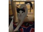 Adopt Holly a White Domestic Shorthair / Mixed (short coat) cat in Miami