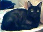 Adopt Hope a All Black Domestic Shorthair / Mixed cat in Miami, FL (20175942)