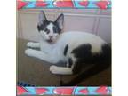 Adopt Linus a Domestic Shorthair / Mixed (short coat) cat in Miami