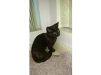 Adopt Happy a All Black Domestic Shorthair / Mixed (short coat) cat in Miami