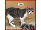 Adopt Khola a Domestic Shorthair / Mixed (short coat) cat in Miami