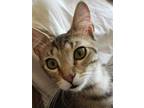 Adopt FESTUS a Brown Tabby Maine Coon (short coat) cat in Lake Waynoka