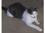 Adopt Clarice a Gray or Blue (Mostly) Domestic Shorthair (short coat) cat in