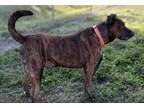 Adopt Patton a Brindle - with White Pit Bull Terrier / Terrier (Unknown Type
