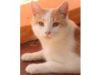 Adopt Oscar a Orange or Red (Mostly) Domestic Shorthair (short coat) cat in