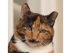 Adopt Sienna a Calico or Dilute Calico Domestic Shorthair (short coat) cat in