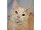 Adopt Joey a Orange or Red Domestic Shorthair (short coat) cat in Savannah