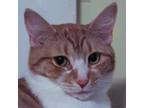 Adopt Nestle a Orange or Red Tabby Domestic Shorthair (short coat) cat in