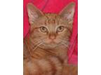 Adopt Opie a Orange or Red Tabby Domestic Shorthair (short coat) cat in