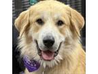 Adopt Heska a Red/Golden/Orange/Chestnut Great Pyrenees / Mixed Breed (Large) /