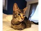 Adopt Paisley a Gray, Blue or Silver Tabby Domestic Shorthair (short coat) cat