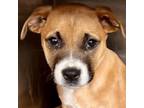 Adopt Penny a Boxer