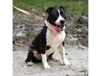 Adopt Mickey a Black American Staffordshire Terrier / Labrador Retriever / Mixed