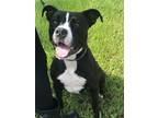 Adopt Jett a Black - with White American Pit Bull Terrier / Labrador Retriever /