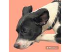 Adopt Gloria Estefan a Boston Terrier / Mixed Breed (Medium) / Mixed dog in