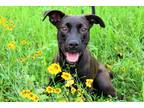 Adopt skittles a Brown/Chocolate - with Black Belgian Malinois / Terrier
