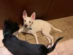 Adopt Snow a White Parson Russell Terrier / Mixed dog in West Richland