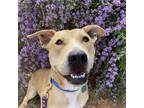 Adopt Mojito a Tan/Yellow/Fawn Labrador Retriever / Mixed dog in Kanab