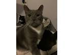Adopt Reeves a Gray or Blue (Mostly) Russian Blue (short coat) cat in
