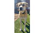 Adopt Brad a Tan/Yellow/Fawn Husky / Mixed dog in Rio Rancho, NM (38314026)