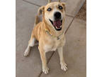 Adopt Angelina a Tan/Yellow/Fawn Husky / Mixed dog in Rio Rancho, NM (38314025)