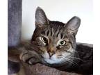 Adopt Marcus a Gray, Blue or Silver Tabby Domestic Shorthair (short coat) cat in