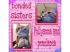 Adopt Pollyanna & Penelape (bonded) a Orange or Red Tabby Domestic Shorthair