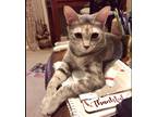 Adopt Lily a Tortoiseshell Domestic Shorthair (short coat) cat in Arlington/Ft