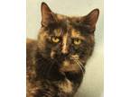 Adopt Amber a Tortoiseshell Domestic Shorthair (short coat) cat in Savannah
