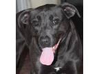 Adopt McCoy a Black - with White Labrador Retriever / Pit Bull Terrier / Mixed