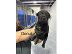 Adopt Donut a Black Mixed Breed (Medium) dog in Whiteville, NC (38350152)