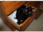 Adopt Ebbo a All Black Domestic Shorthair (short coat) cat in Nolensville