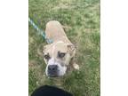 Adopt Tater a Tan/Yellow/Fawn American Pit Bull Terrier / Mixed dog in