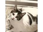 Adopt MELINDA (Bonded with Madelyn) a Domestic Short Hair