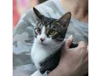 Adopt Madelyn (Bonded with Melinda) a Domestic Short Hair